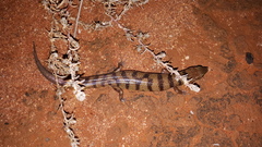 Eremiascincus richardsonii