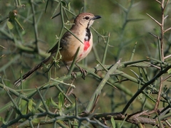Rhodophoneus cruentus