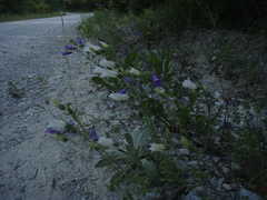 Campanula komarovii