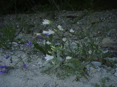 Campanula komarovii