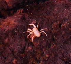Munidopsis polymorpha