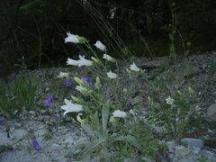 Campanula komarovii