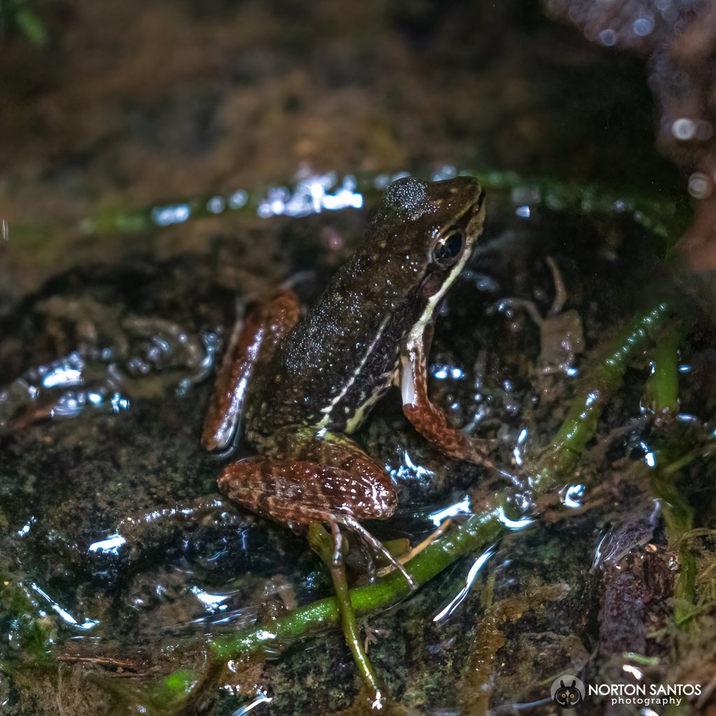 Peruibe Tree Toad