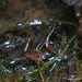 Hylodes dactylocinus - Photo (c) Norton Santos, algunos derechos reservados (CC BY-NC), subido por Norton Santos
