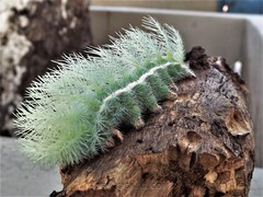 Automeris coresus