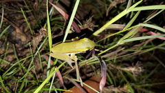 Litoria bicolor
