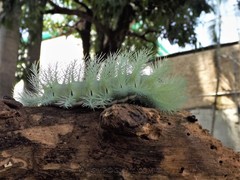 Automeris coresus
