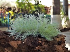 Automeris coresus