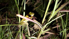 Litoria bicolor