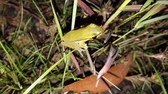 Litoria bicolor
