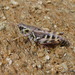 Nordic Mountain Grasshopper - Photo (c) Andrea Peterlongo, some rights reserved (CC BY-NC), uploaded by Andrea Peterlongo
