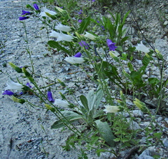 Campanula komarovii