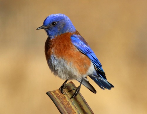 Western Bluebird (Chestnut-Backed) (Subspecies Sialia mexicana bairdi ...