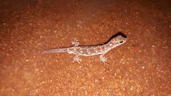 Rhynchoedura eyrensis