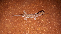 Rhynchoedura eyrensis