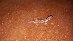Rhynchoedura eyrensis