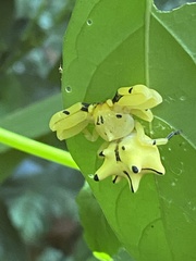 Epicadus heterogaster