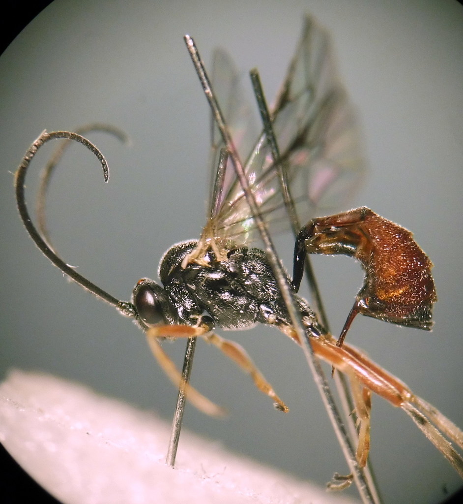 Hyposoter didymator