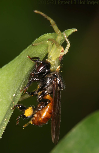Trigona fulviventris