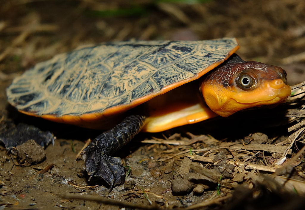 Guyanan Toad-headed Turtle from Saül, Guyane française, Parc Amazonien ...