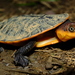Guyanan Toad-headed Turtle - Photo (c) Sébastien SANT, some rights reserved (CC BY-NC), uploaded by Sébastien SANT