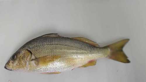 Longspine grunt (Pomadasys macracanthus) — Haemulidae — 2
