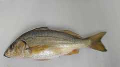 Rhencus macracanthus