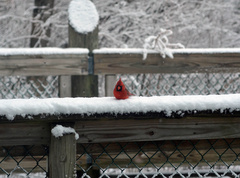 Cardinalis cardinalis