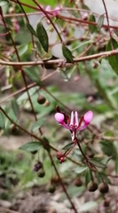 Lopezia racemosa