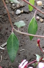 Lopezia racemosa