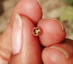 Lopezia racemosa