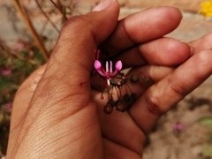 Lopezia racemosa