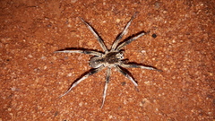 Hoggicosa