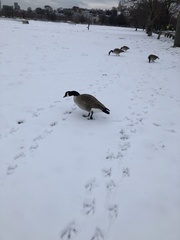 Branta canadensis