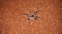 Hoggicosa