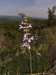 Salvia ringens