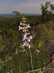 Salvia ringens