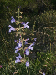 Salvia ringens