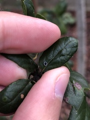 Tetraleurodes perileuca