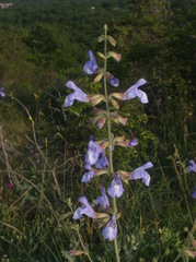 Salvia ringens