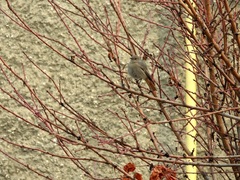Phoenicurus ochruros