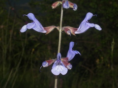 Salvia ringens