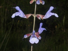 Salvia ringens