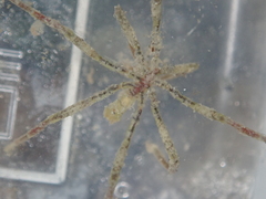 Ammothea hilgendorfi