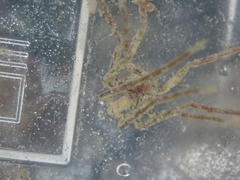 Ammothea hilgendorfi