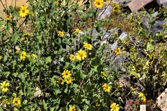 Tithonia tubaeformis