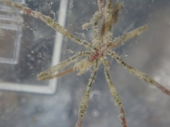 Ammothea hilgendorfi