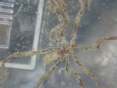 Ammothea hilgendorfi