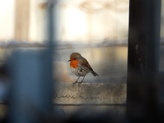 Erithacus rubecula
