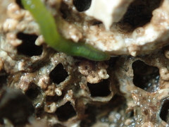 Eulalia clavigera
